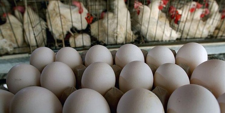 وزارت جهاد کشاورزی خبر مصوبه افزایش قیمت تخم‌مرغ  تکذیب کرد